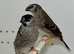 Beautiful pair of cherry finches  for sale