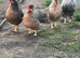 Cream created legbar hatching eggs &pound;3 each
