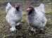 Blue/black Brahma hatching eggs