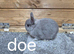 Netherland dwarf doe