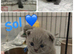 Gorgeous British Short Hair GCCF REGISTERED kittens