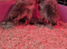 Harliquin ducklings