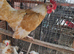 Polish frizzle and sarema cross Japanese black tail