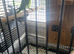 Femail  ringneck