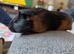 2 female guinea pigs