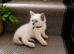Beautiful Ragdoll kittens