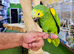 Baby Hand reared Blue fronted amazon available.27