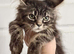 Maincoon kitten