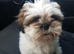 Shih tzu puppy