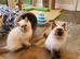 Beautiful GCCF Registered Ragdoll Kittens.