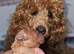 Licensed breeder, pedigree tiny red toy poodles