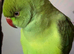 Baby ring neck tamed talking Parrot