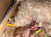 Exceptional F2 Miniature Cockapoo Puppies