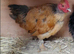 Necked neck bantam chickens