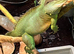 Chinese water dragon