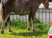 12 month old strawberry roan filly