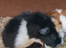 Gorgeous guinea pigs