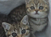 British shorthair Ready to leave
