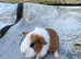 9 baby sows