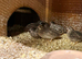 Family of button quail
