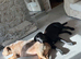 13 Month Lab x Presa | DNA Tested