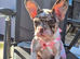 Female rojo merle puppy