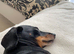 Black and Tan Dachshund Boy