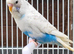 Beautiful Budgies - Various colours