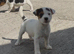 Jack Russell puppies