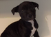 Staffordshire bull terrier puppies X 4
