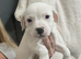 Staff x mastiff pup