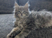TICA Registered Maine Coon Kittens