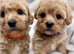 Adorable Rare Tiny Maltipoo Ready for Their Forever Homes!
