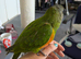 Baby Senegal Glasgow