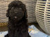 Cavapoo puppies