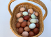 Cream crested Legbar fertile eggs S18 7WT