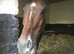 Vango thoroughbred gelding safe ride and kind