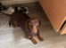 Female dachshund