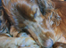 Stunning puppies for sale