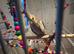 Cinnamon male cockatiel for sale