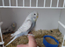 Baby budgies.