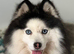 F4 Pomsky stud