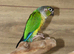 Baby Green Cheek Conure,,9