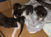 Beautiful kittens for sale