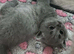 british shorthair kittend