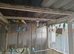 Budgies for sale.