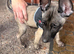 Belgian malinois