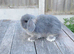 Mini lop bunnies ( updated:04/06/26)
