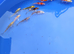 koi carp £5 each