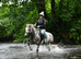 A handsome 14hh hacking pony